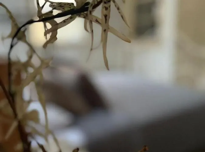 The Old Town Heritage House ניקוסיה