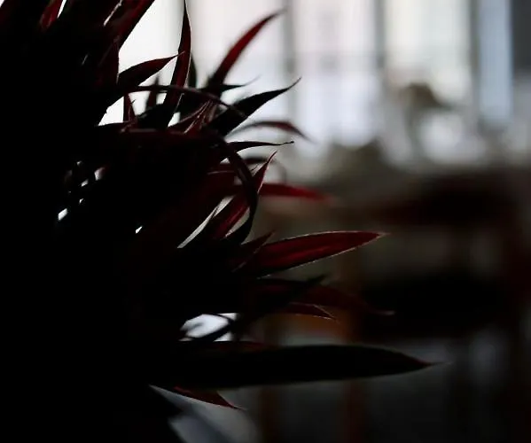 Hébergement de vacances The Old Town Heritage House